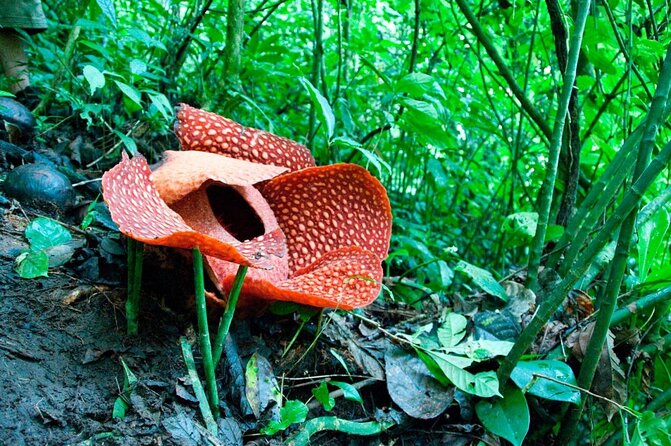 Gunung Gading National Park for Nature Lovers: Wildlife, Waterfalls & Hidden Gems