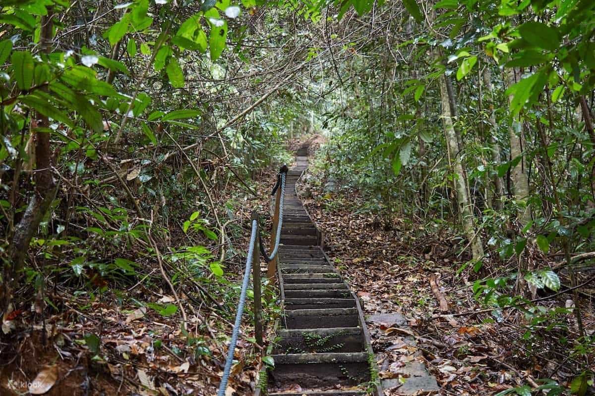 Top 7 Hiking Trails in Gunung Gading National Park: Difficulty, Views & Highlights