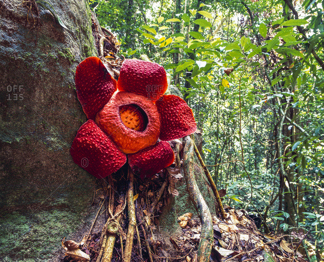 How to Photograph the Rafflesia: Expert Tips for Stunning Shots in Gunung Gading