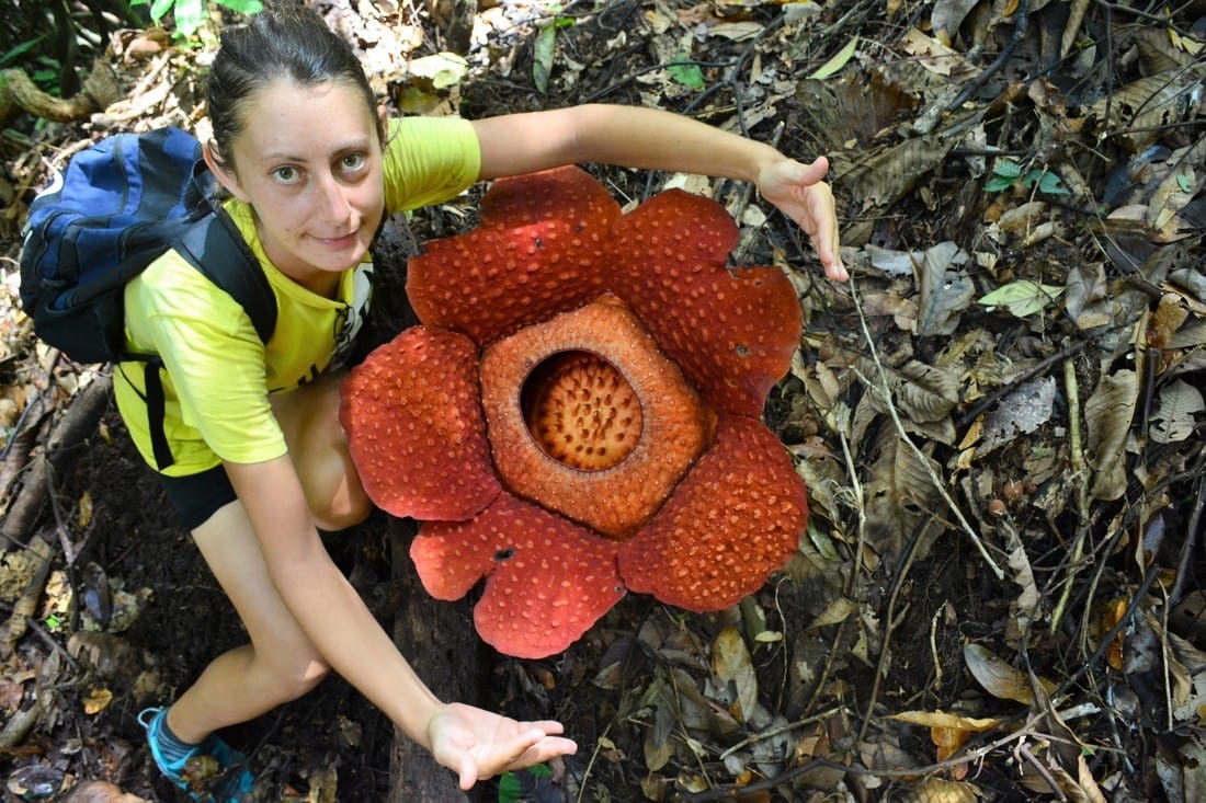 Where to See the World’s Largest Flower: Rafflesia Blooming Season at Gunung Gading